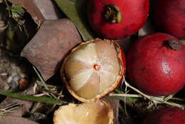 Image of Garcinia hombroniana Pierre