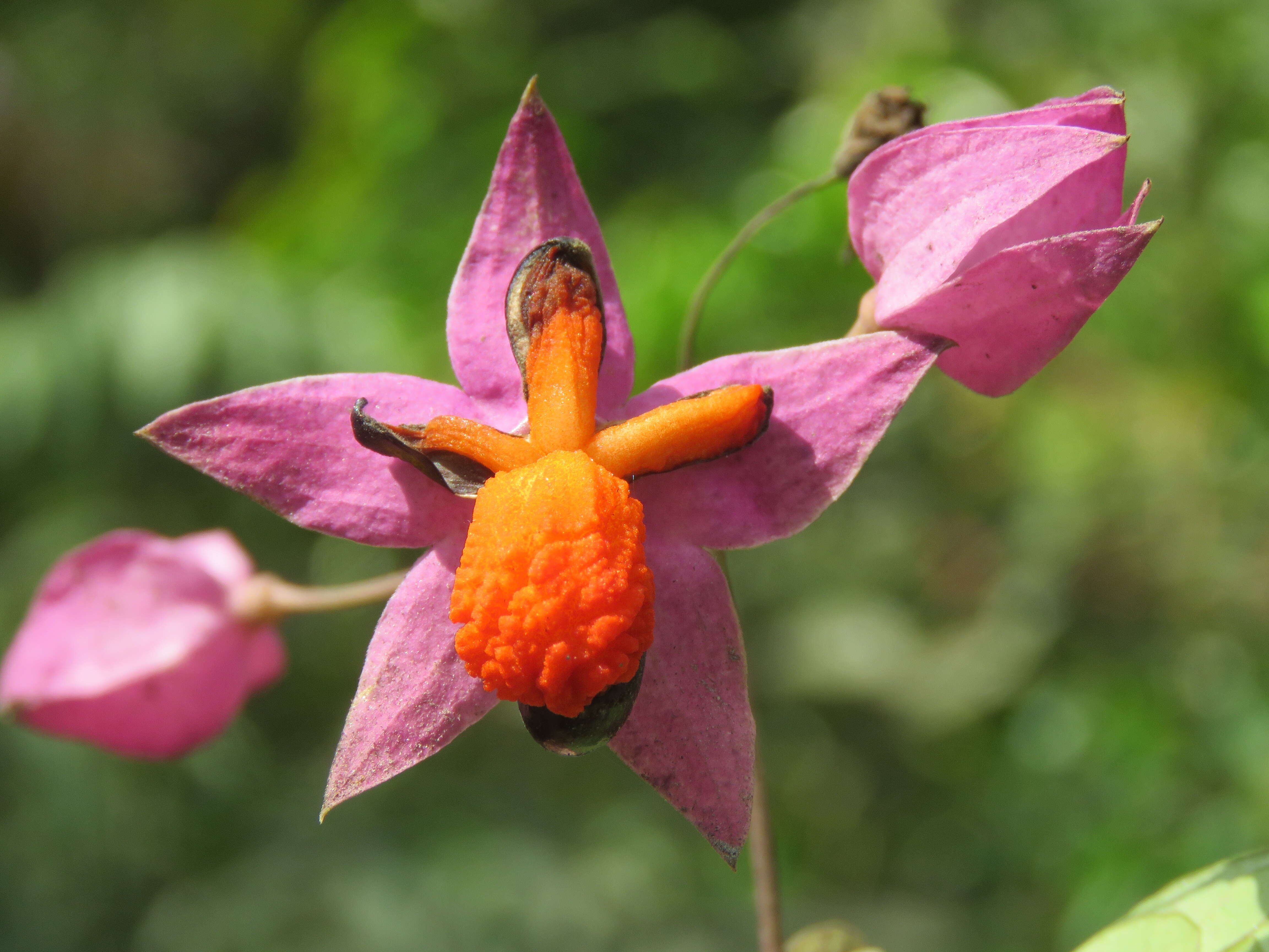 Слика од Clerodendrum thomsoniae Balf. fil.