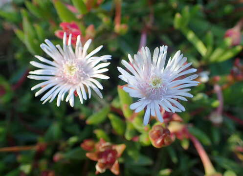 Image of Drosanthemum micans (L.) Schwant.