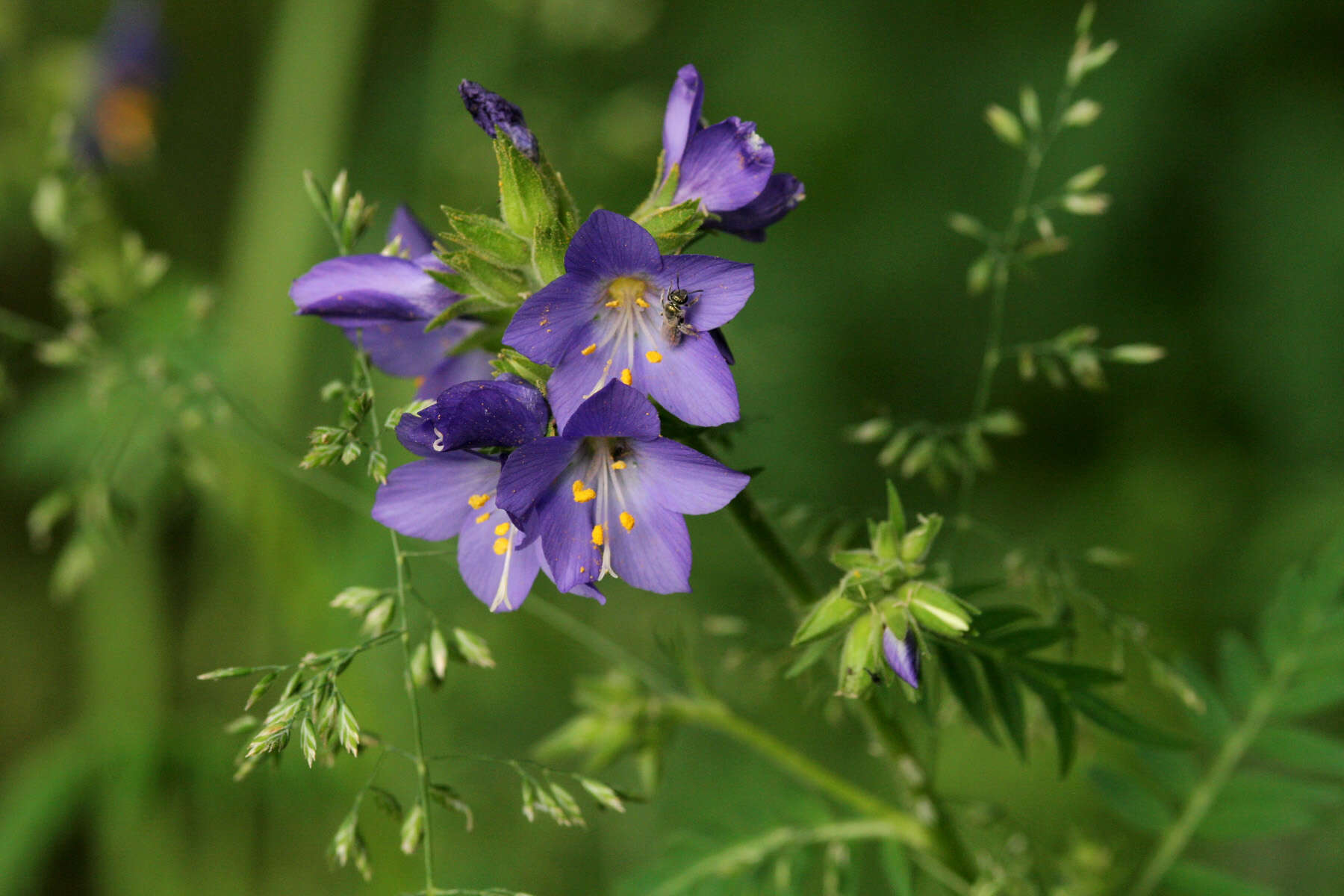 Image of towering Jacob's-ladder