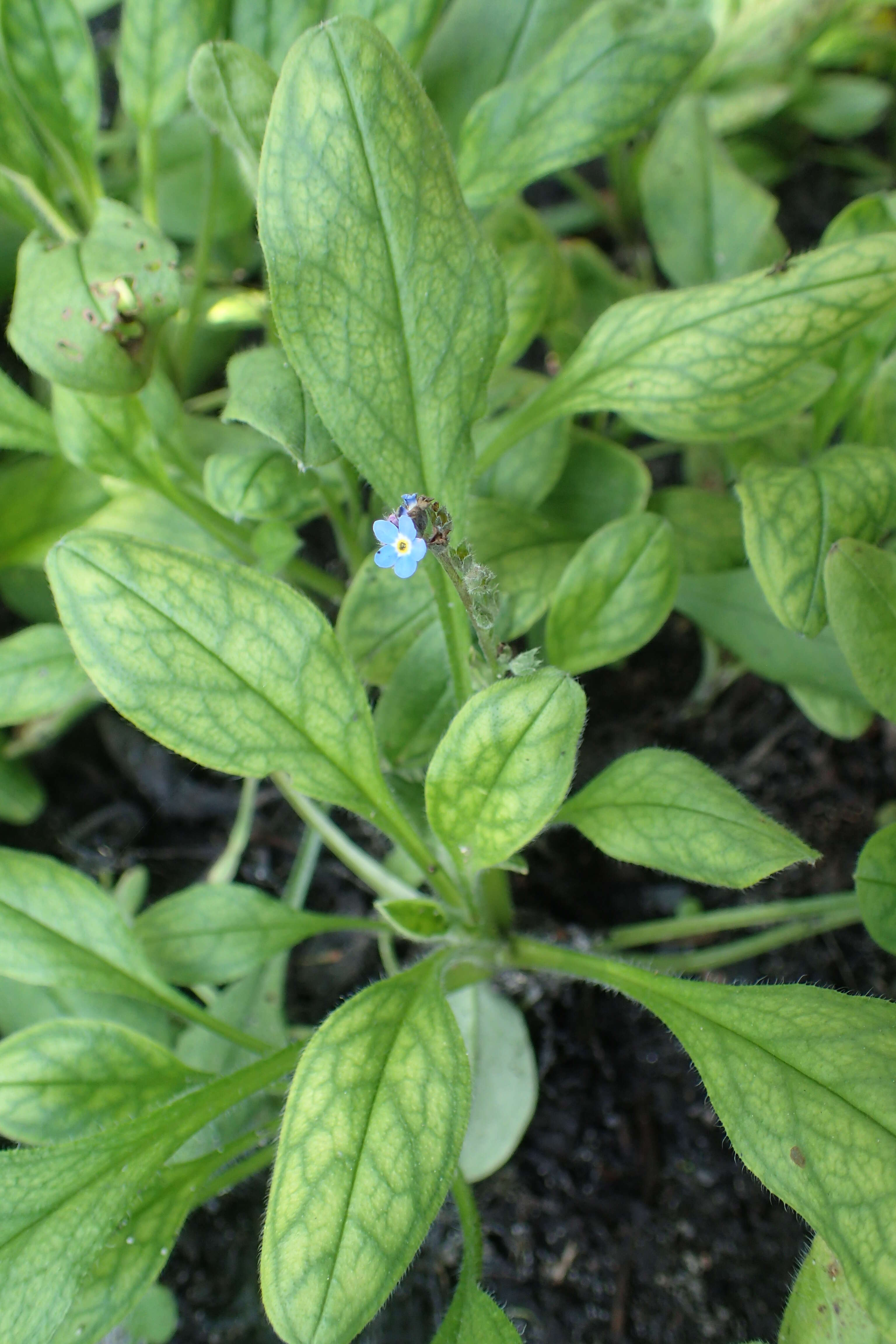 Image of Alpine forget-me-not