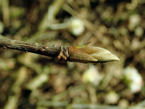 Image of Himalayan viburnum