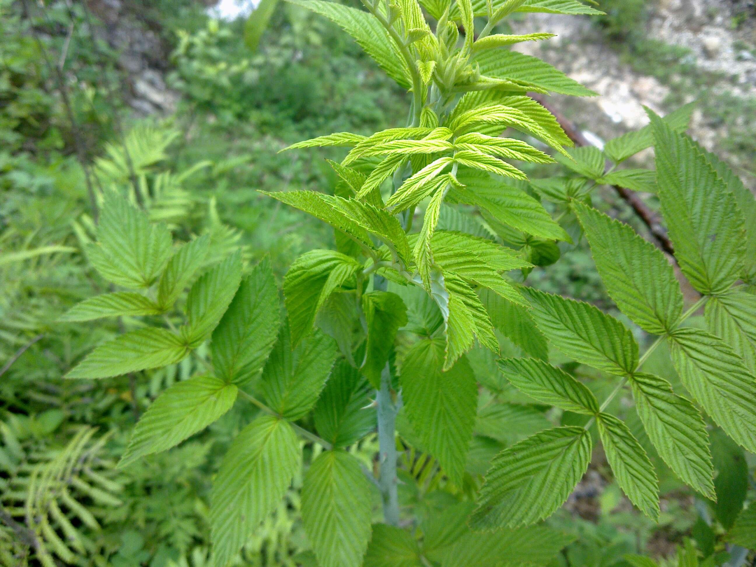 Image of Mysore raspberry