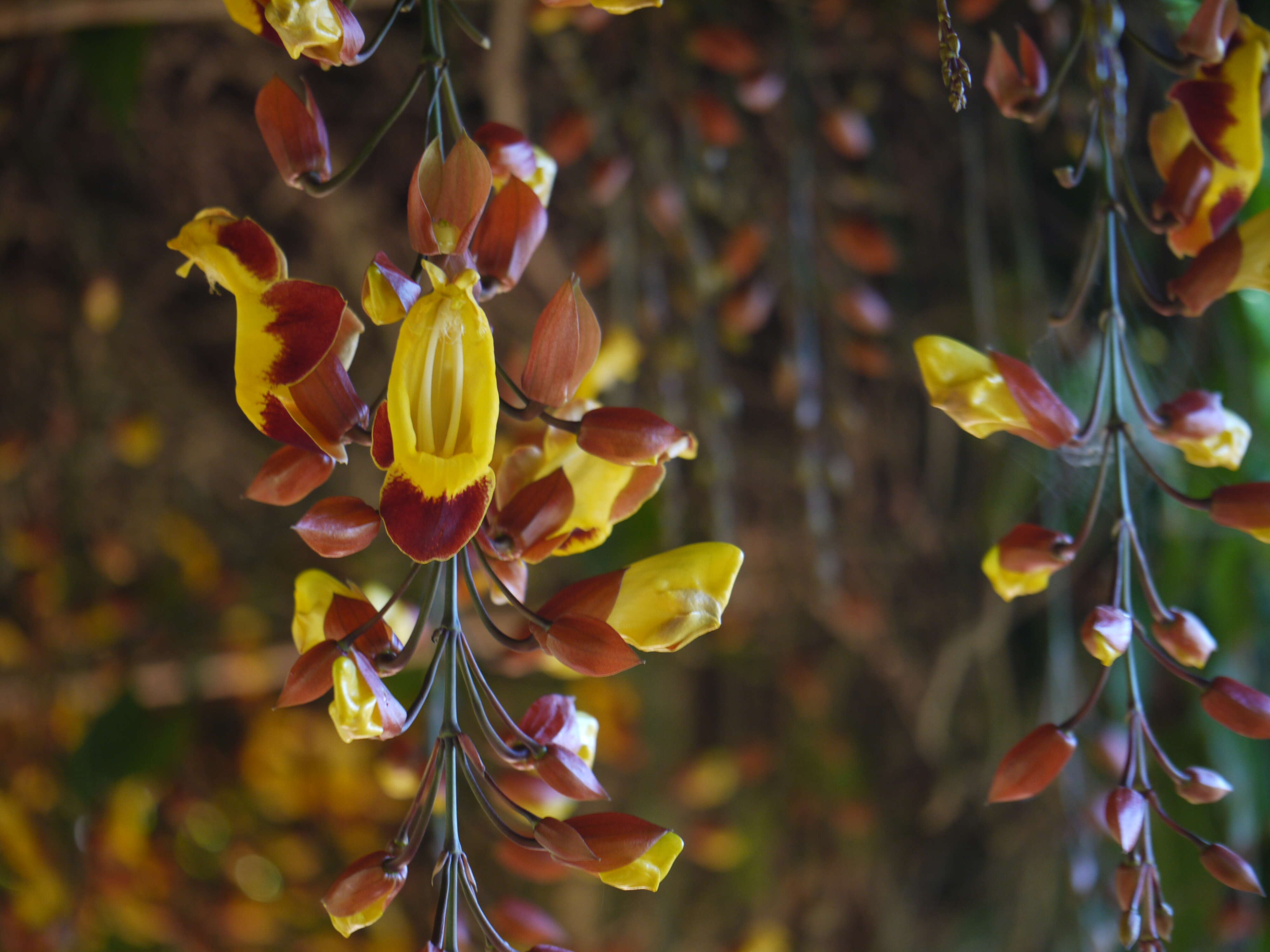 Image of Clock vine