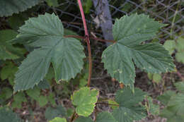 Image of common hop