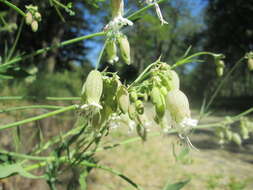 Image of Bladder Campion