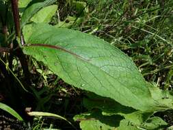 Verbascum nigrum L. resmi