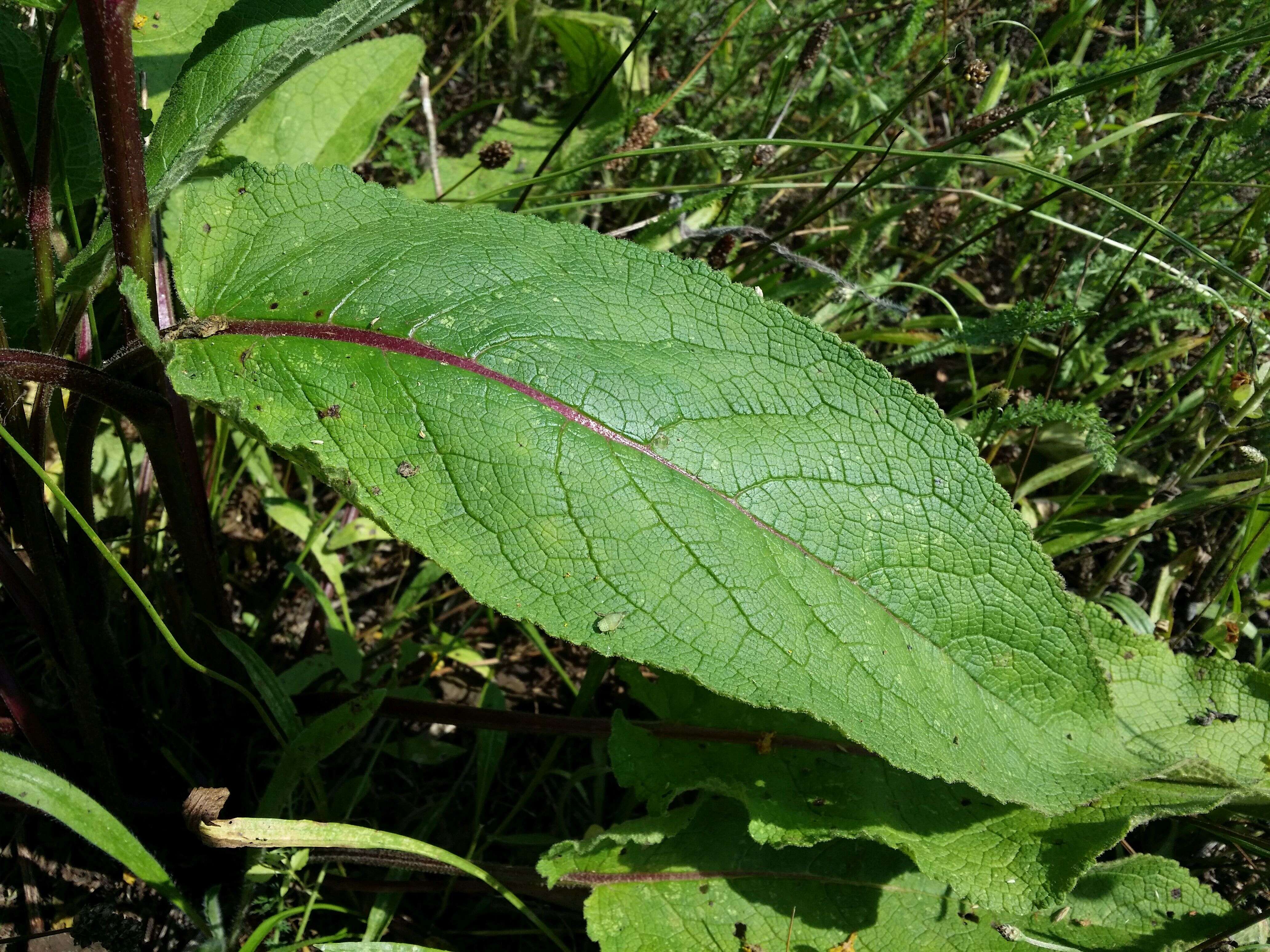 Verbascum nigrum L. resmi