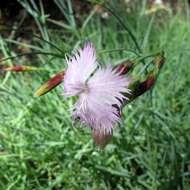 Image of Dianthus petraeus Waldst. & Kit.