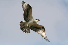 Image of ospreys