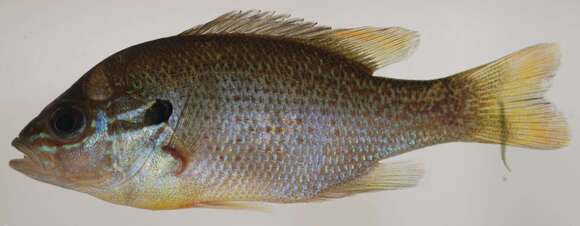 Image of Redbreast Sunfish