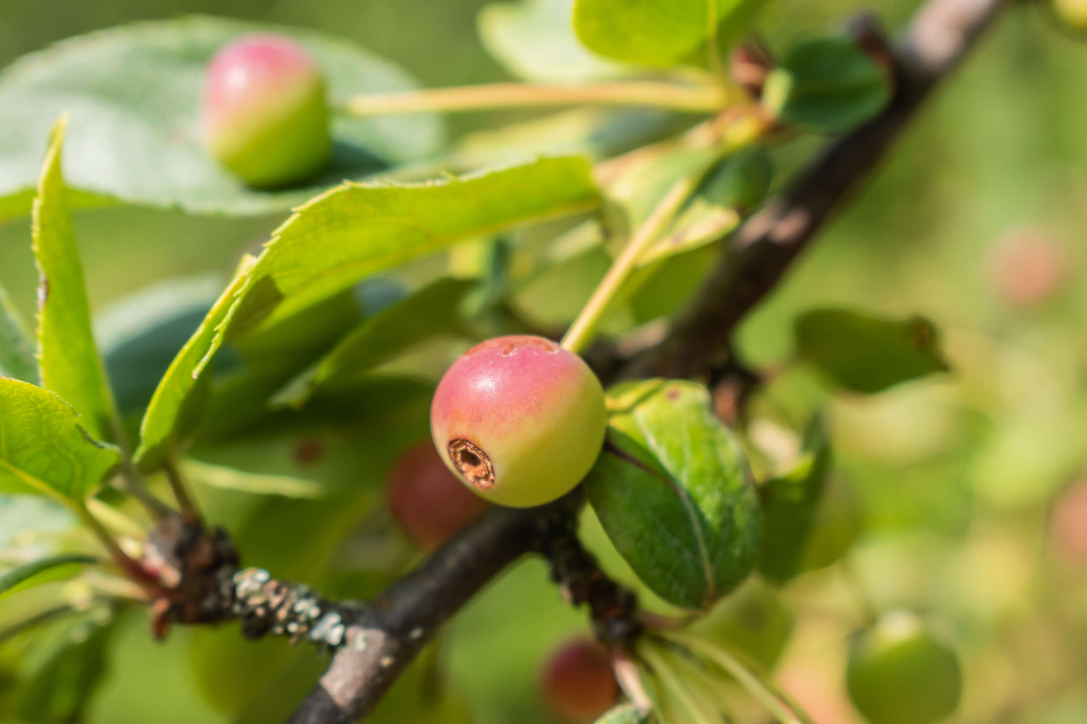 Image of Malus sargentii