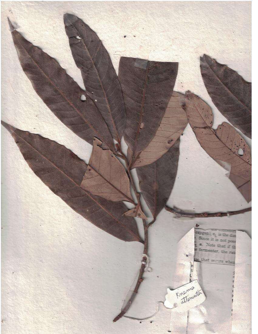 Image of Knema attenuata (Hook. fil. & Thoms.) Warb.