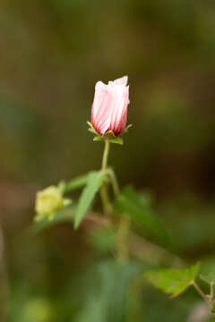 Imagem de Anisodontea capensis (L.) D. M. Bates