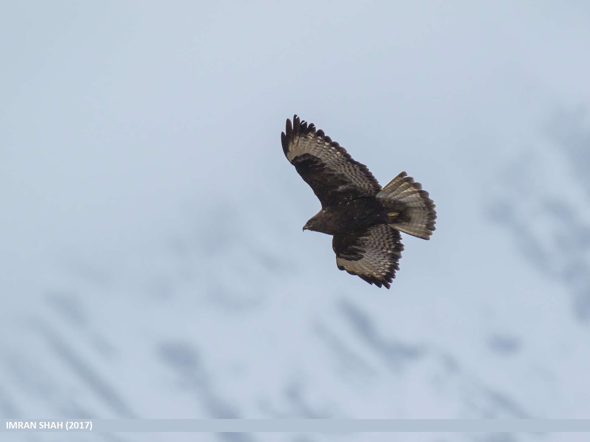 Imagem de Buteo burmanicus Hume 1875