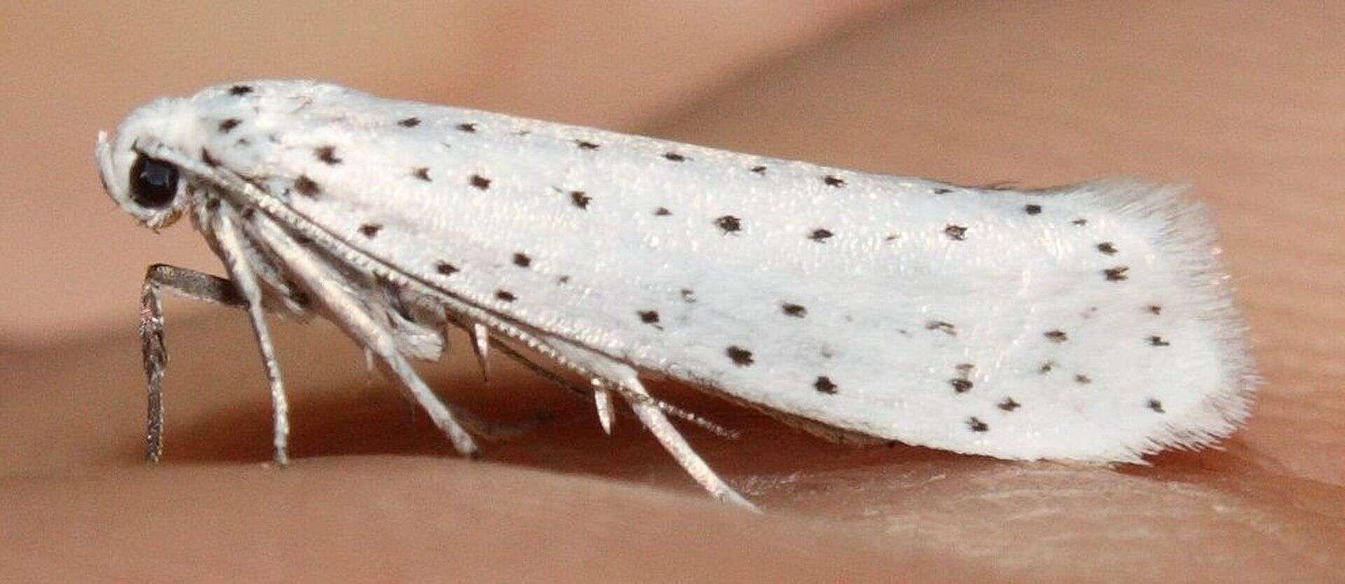 Imagem de Yponomeuta evonymella Linnaeus 1758