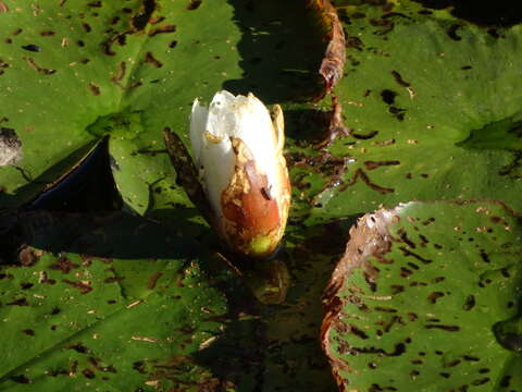 Image of European white waterlily