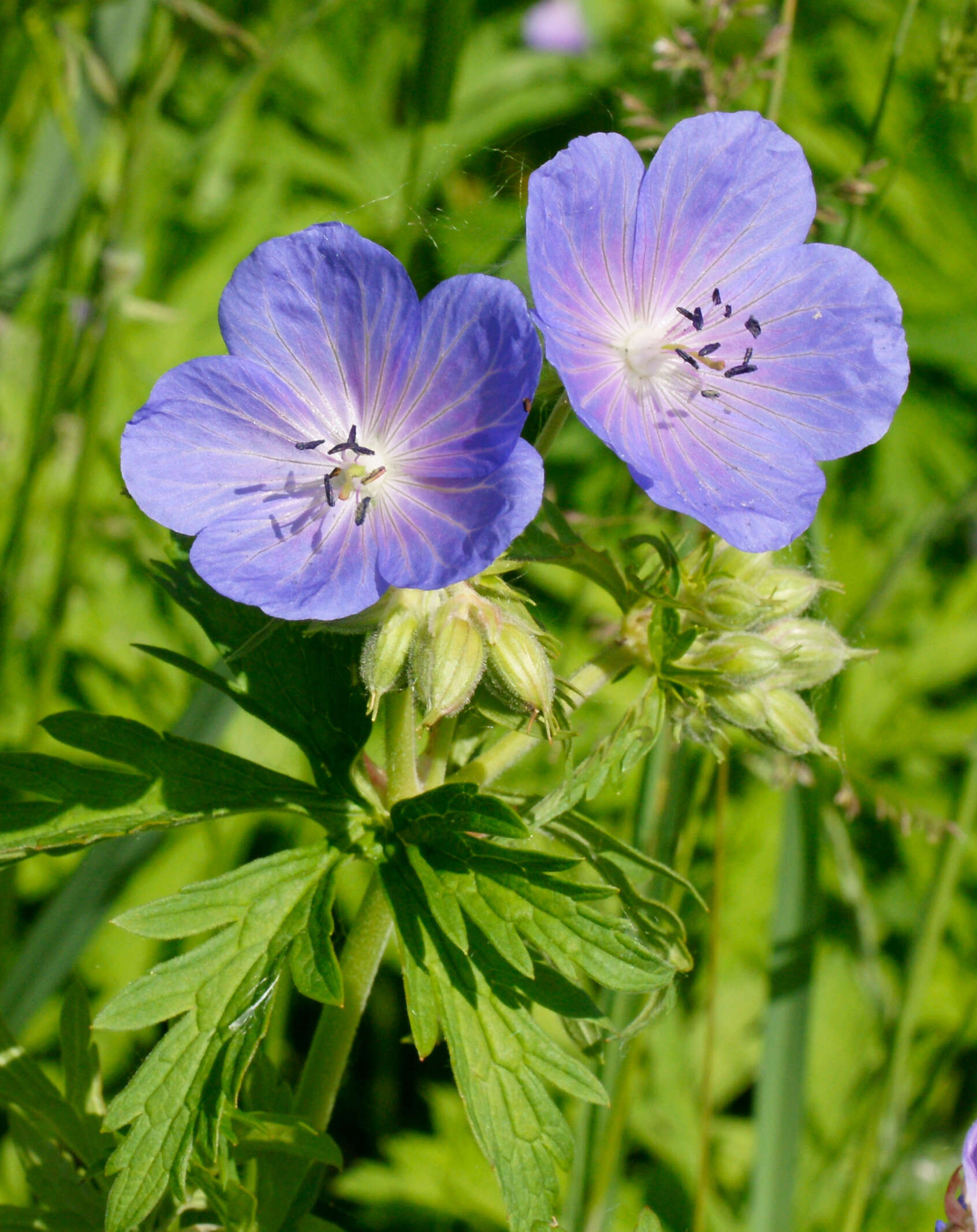 Image of Meadow Crane's-bill