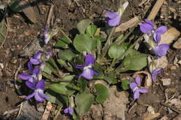 Image of teesdale violet