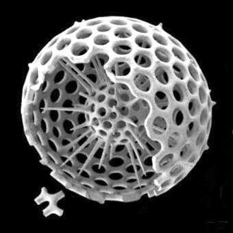 Image of Radiolaria