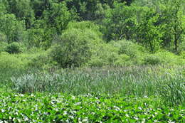 Image of broadleaf cattail