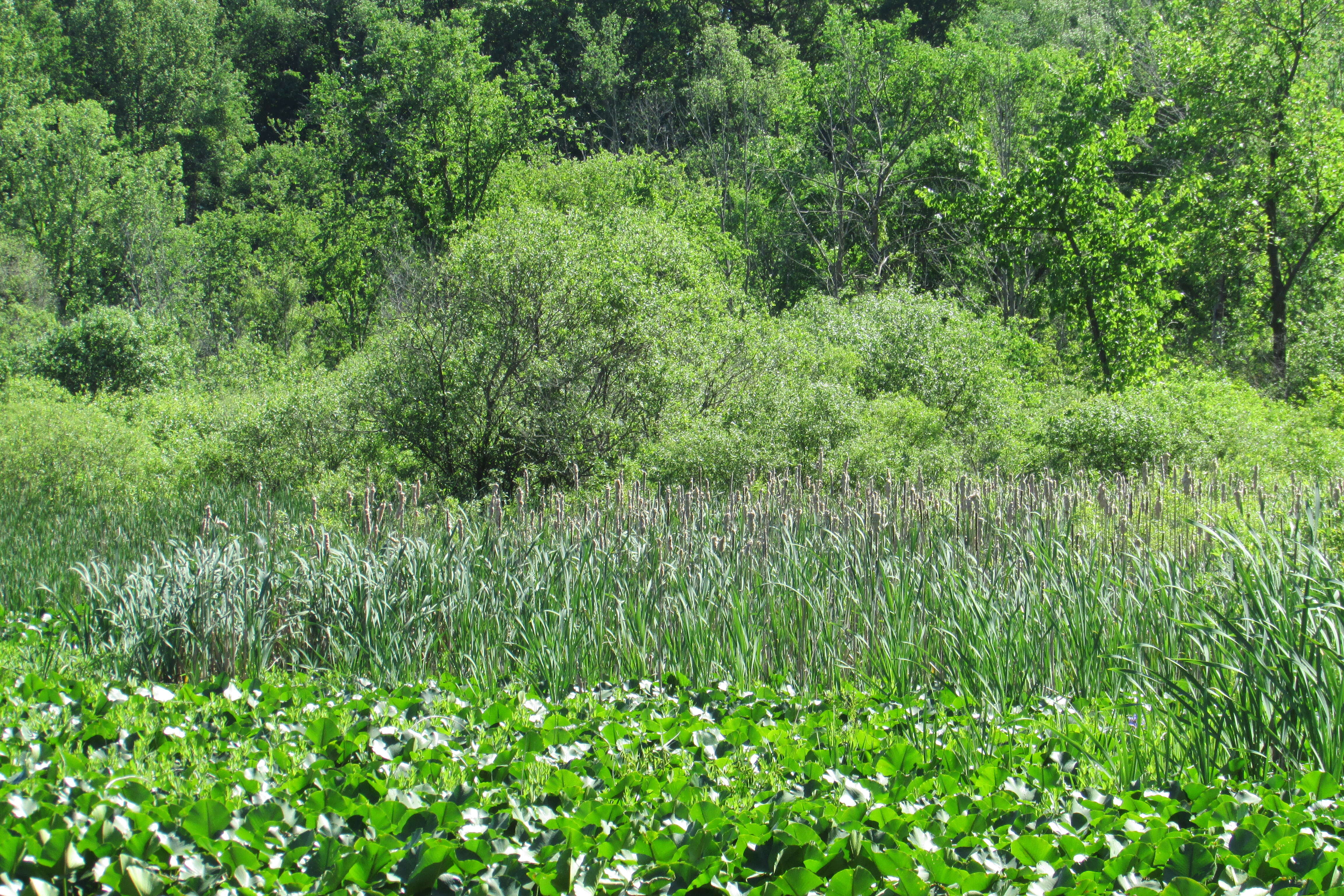 Image of broadleaf cattail