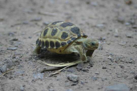 Слика од Gopherus flavomarginatus Legler 1959