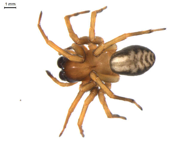 Image of Callobius bennetti (Blackwall 1846)