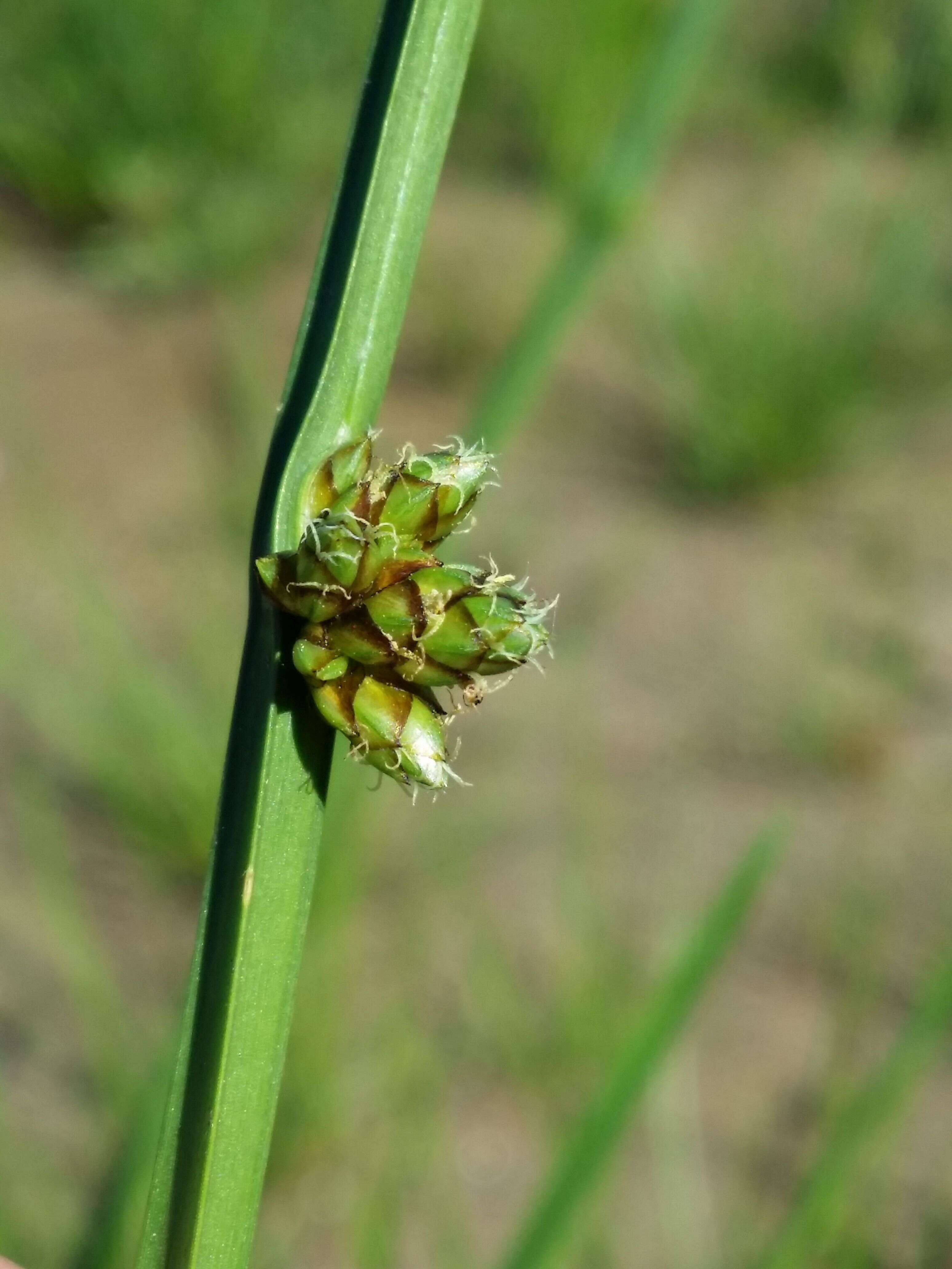 Schoenoplectiella mucronata (L.) J. Jung & H. K. Choi resmi