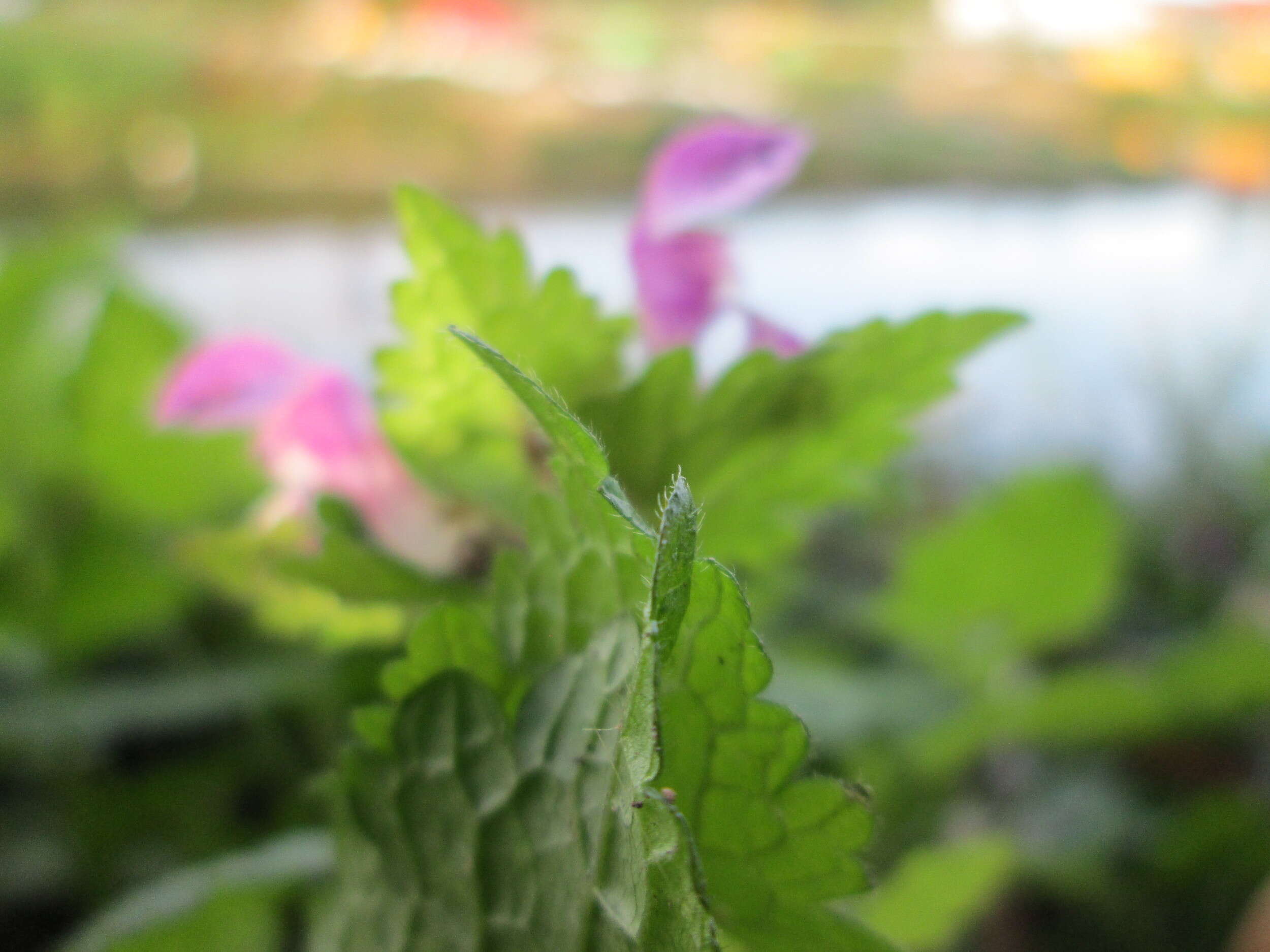 Image of spotted dead-nettle