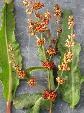 Rumex rupestris Le Gall resmi