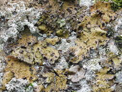 Image of blistered navel lichen