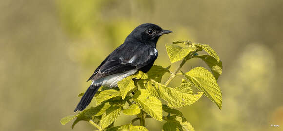 Image of Pied Bush Chat