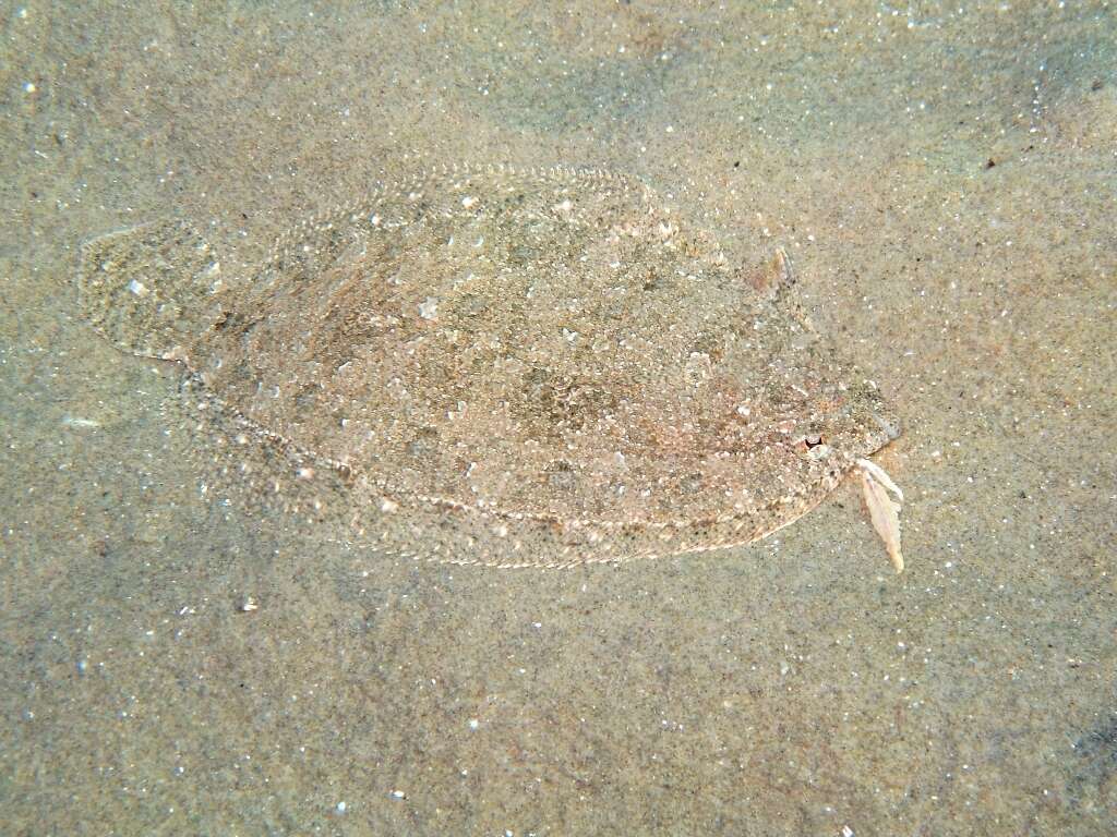 Image of Grohmann's Scaldfish