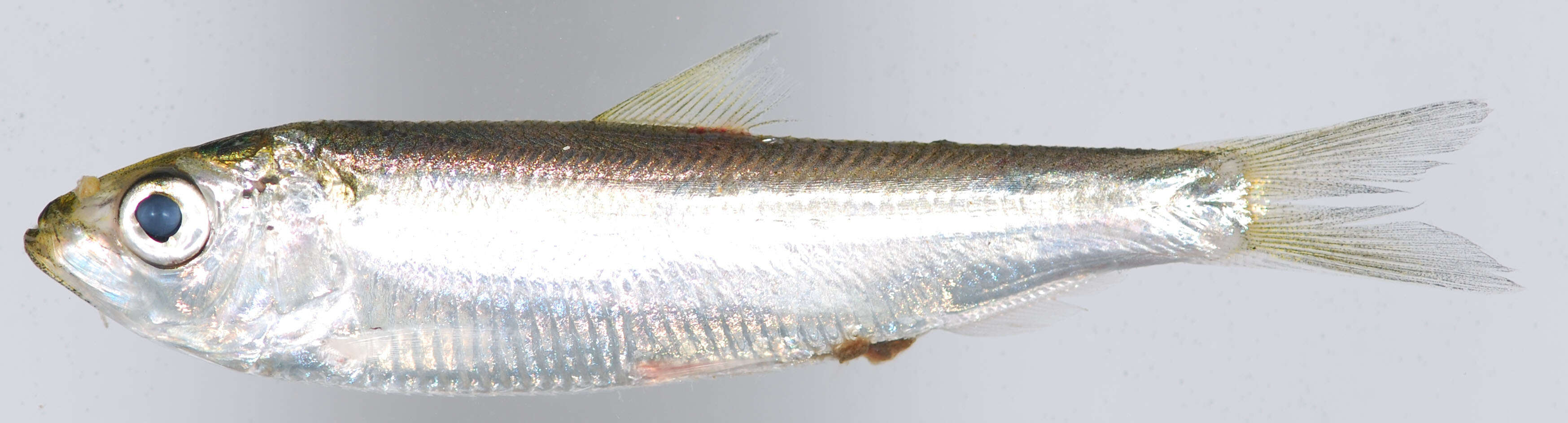 Image of Blueback Herring