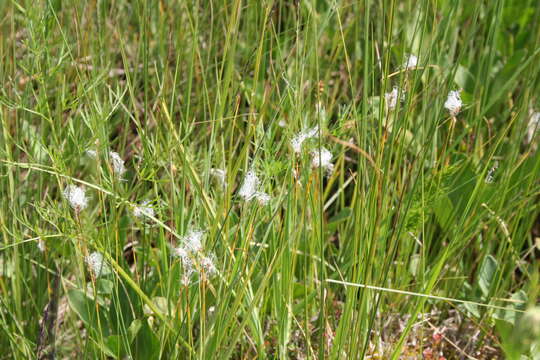 Image of alpine bulrush