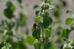 Image of horehound