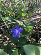 Image of Greater Periwinkle