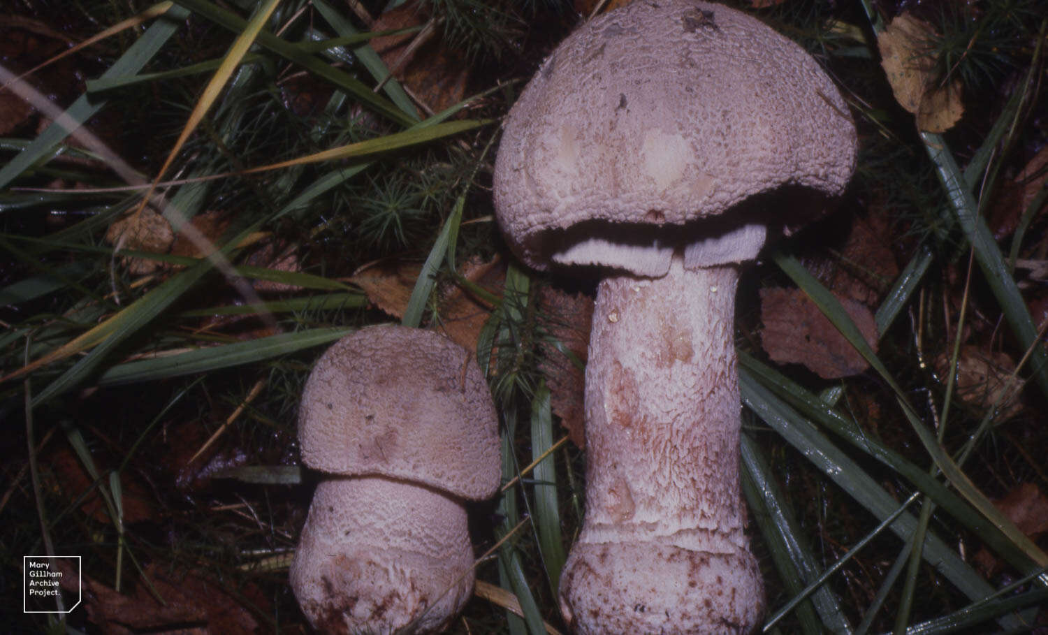 Image of Amanita rubescens Pers. 1797