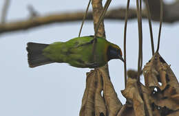 Image of Orange-bellied Leafbird