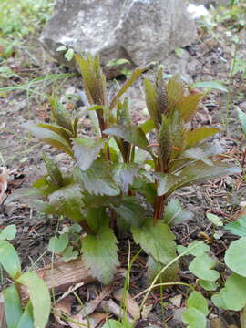 Imagem de Adenophora liliifolia (L.) A. DC.