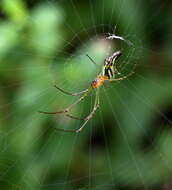 Image of Leucauge decorata (Blackwall 1864)