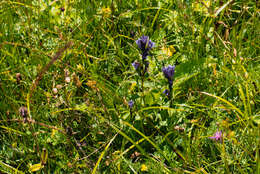 Image of Gentiana asclepiadea L.