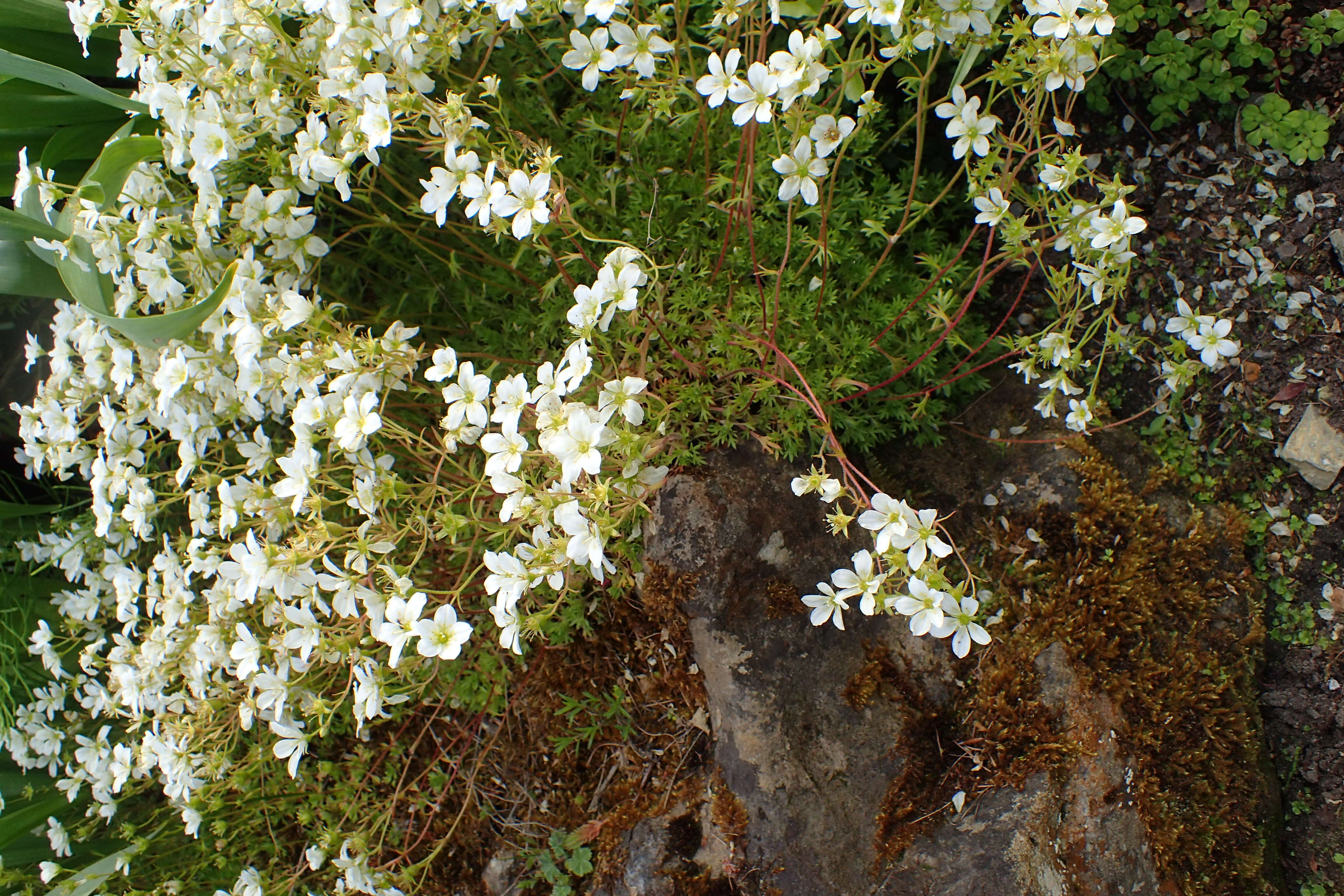 Imagem de Saxifraga rosacea Moench