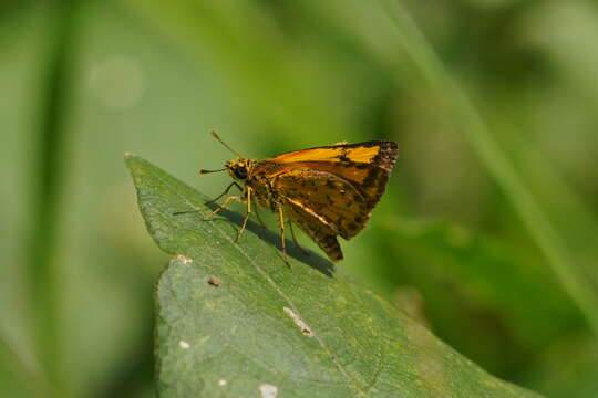 Image of Bush Hopper