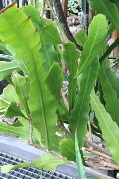 Image of Nightblooming Cactus