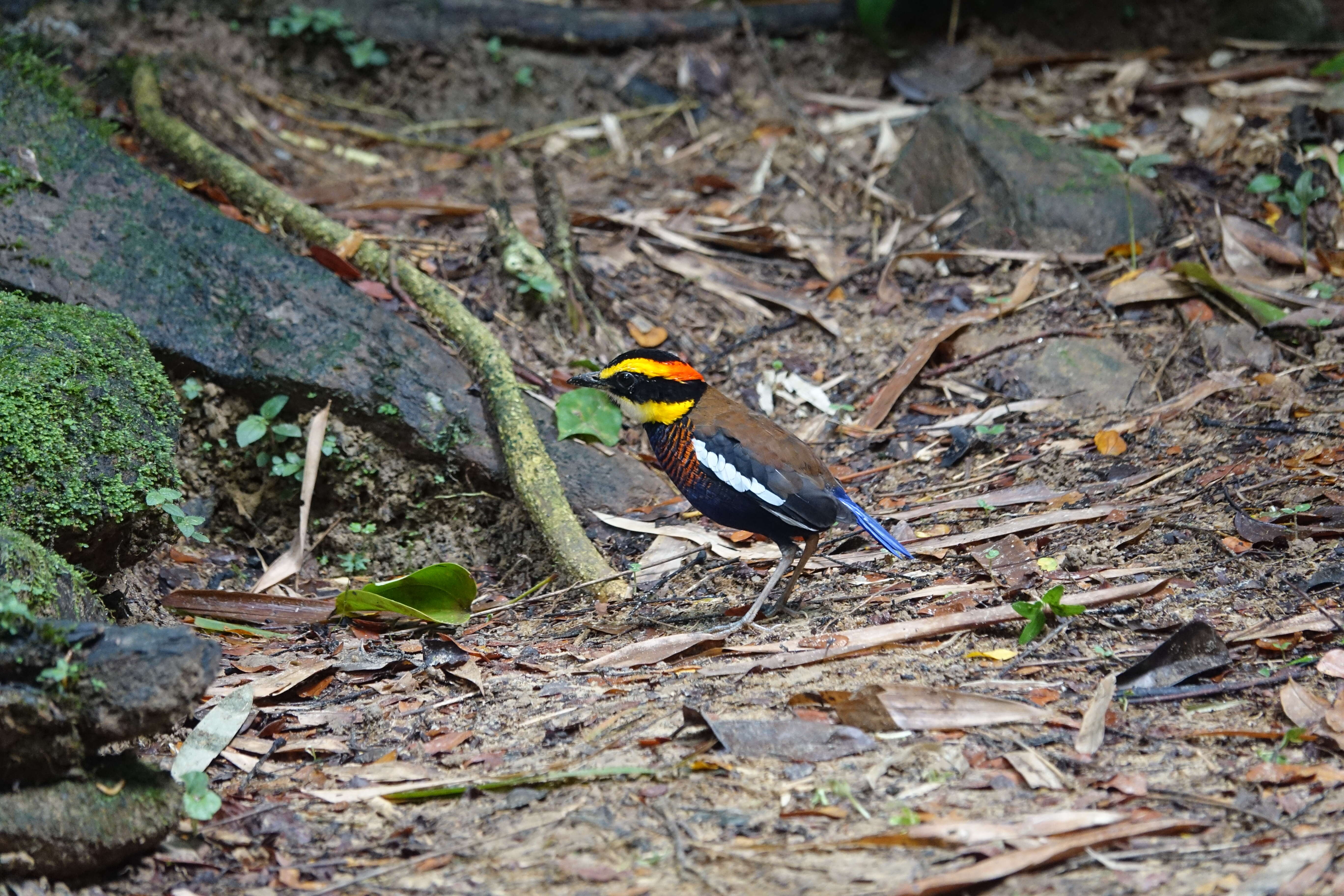 Image of Malayan Banded Pitta