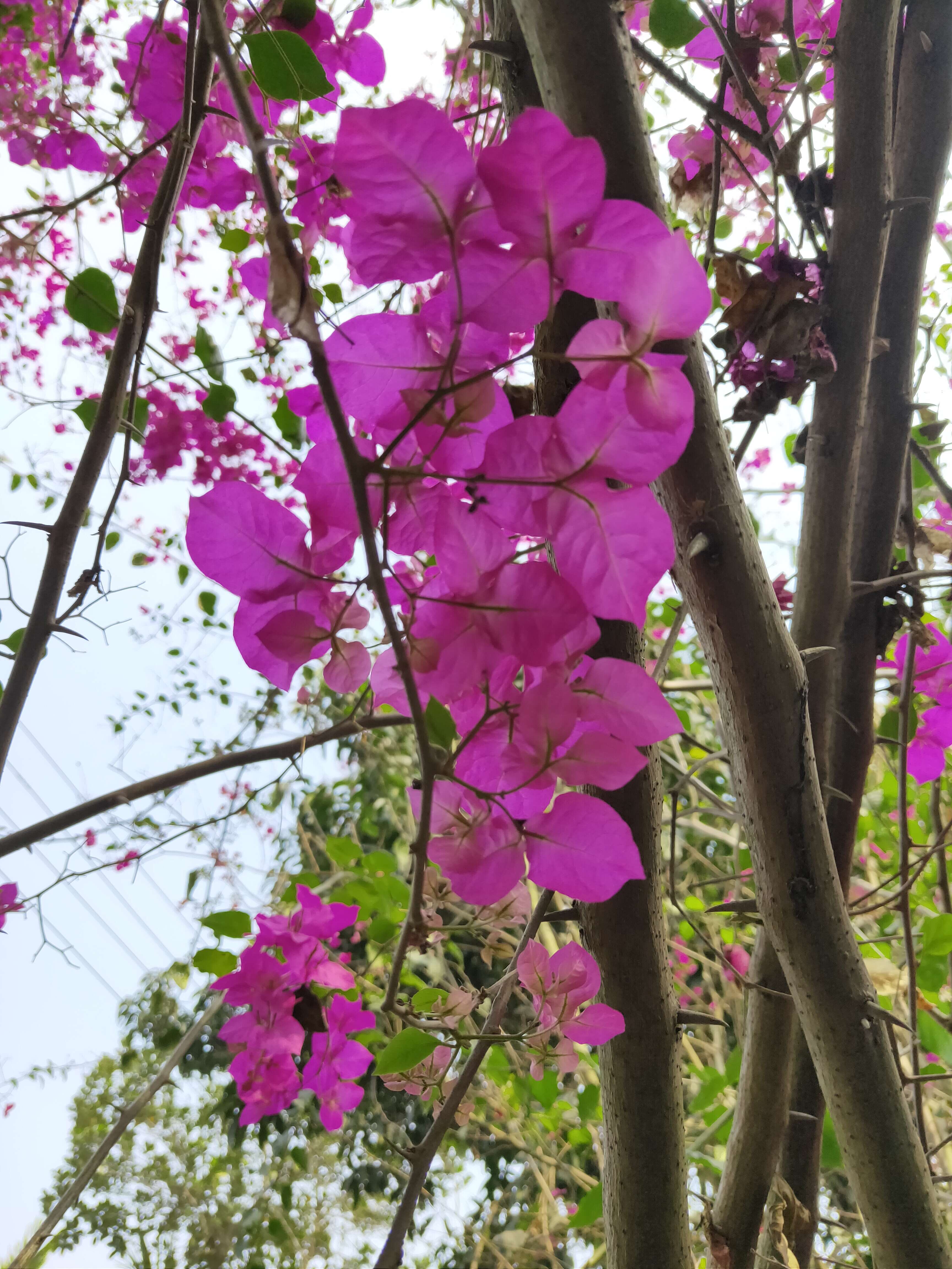 Image of bougainvillea