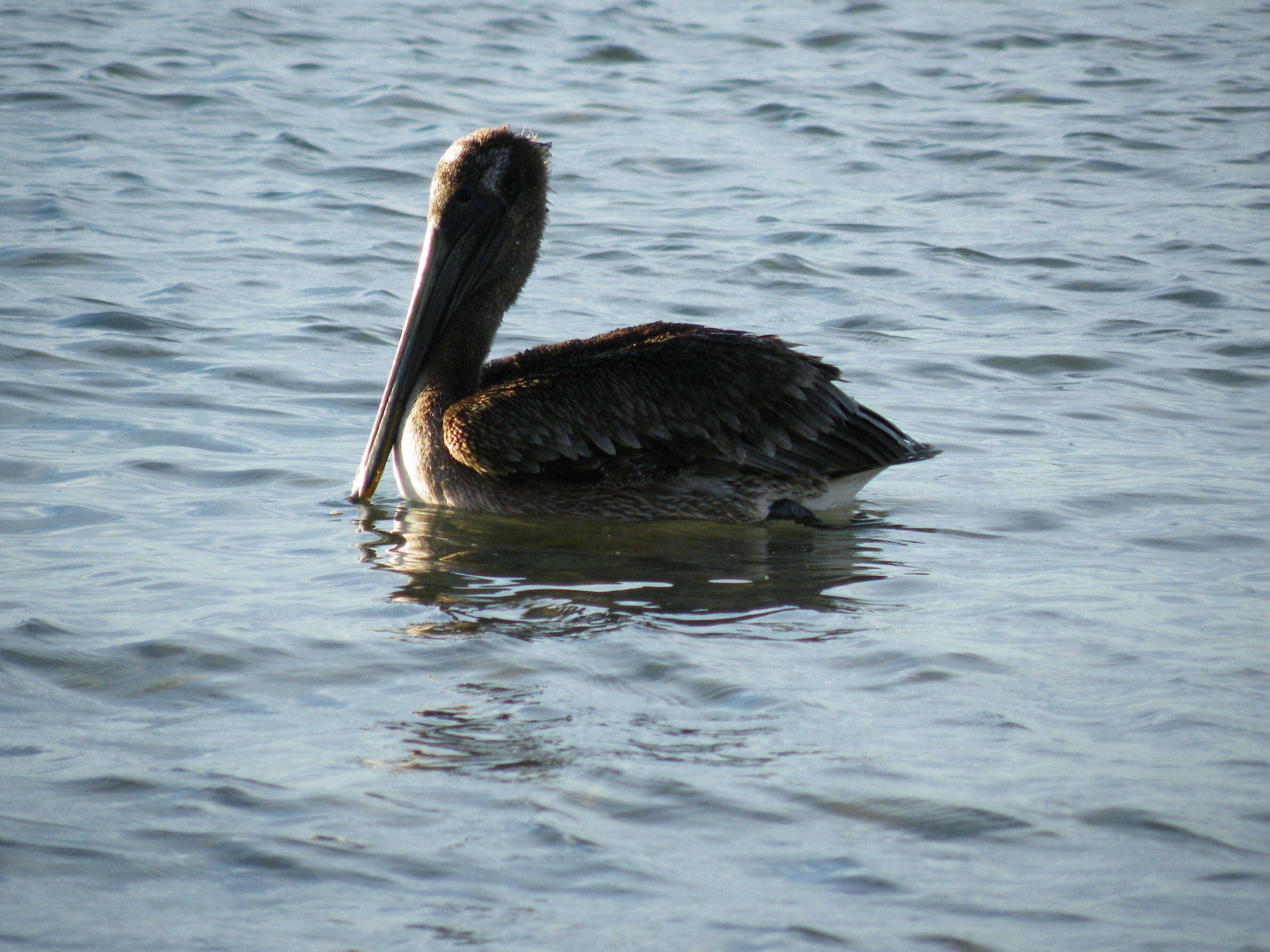 Image of California brown pelican