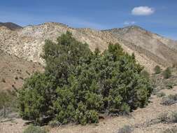 Image of Bigberry Juniper